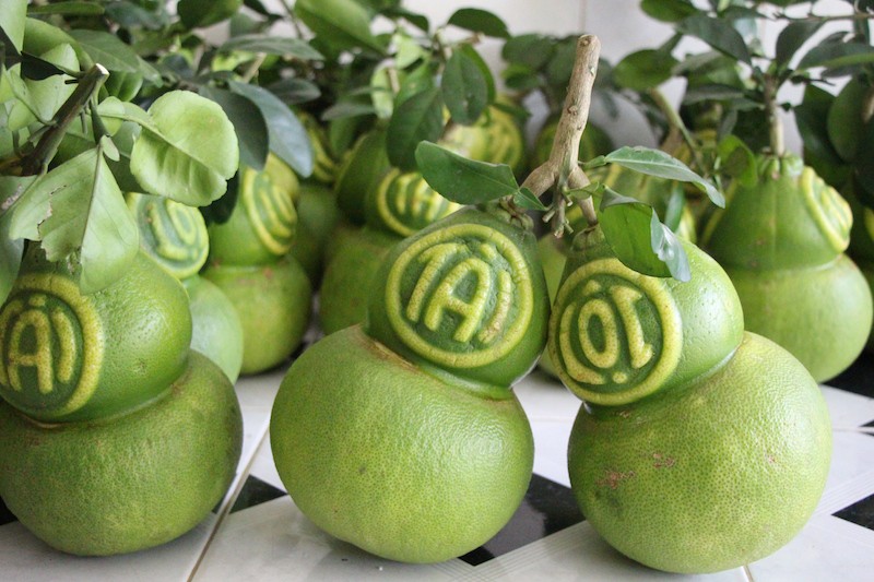 Thu hoạch bưởi hồ lô, nhà vườn lời "khủng" trong dịp Tết
