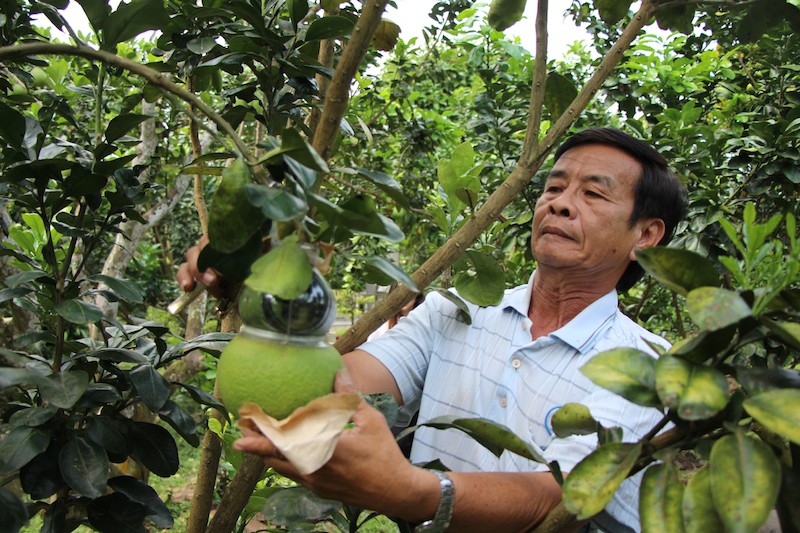 Thu hoạch bưởi hồ l&ocirc;, nh&agrave; vườn lời khủng trong dịp Tết - Ảnh 1.
