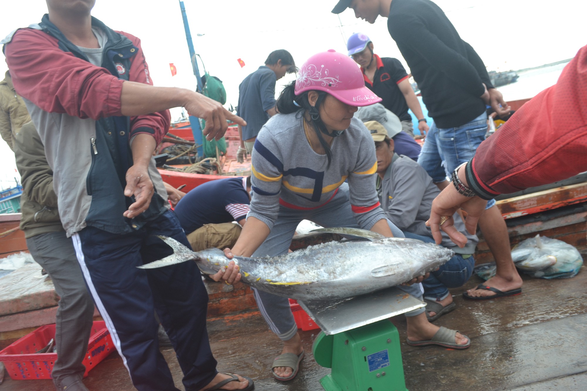 Bội thu mùa cá cuối năm tại ngư trường Hoàng Sa