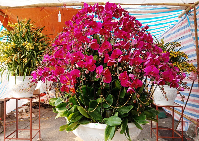 Lan Đà Lạt "đổ bộ" về cố đô giá 40-50 triệu đồng/chậu