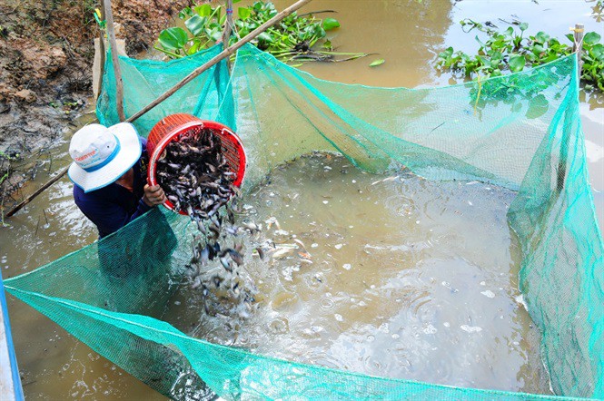 Sướng mắt với cảnh t&aacute;t đ&igrave;a mỏi tay bắt c&aacute; ăn Tết - Ảnh 10.