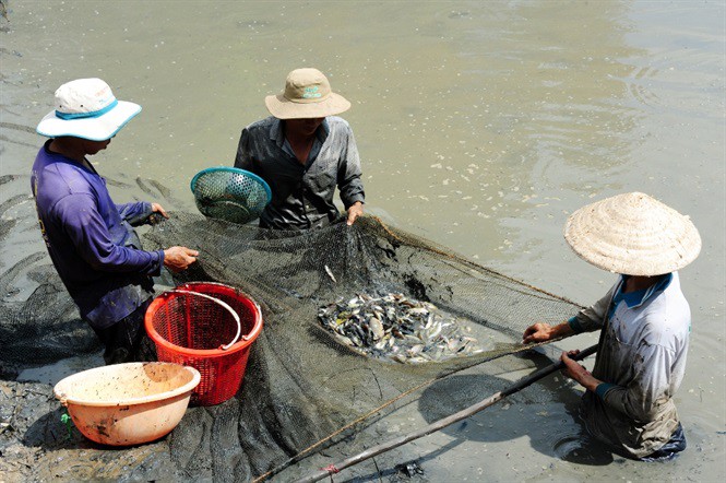 Sướng mắt với cảnh t&aacute;t đ&igrave;a mỏi tay bắt c&aacute; ăn Tết - Ảnh 5.