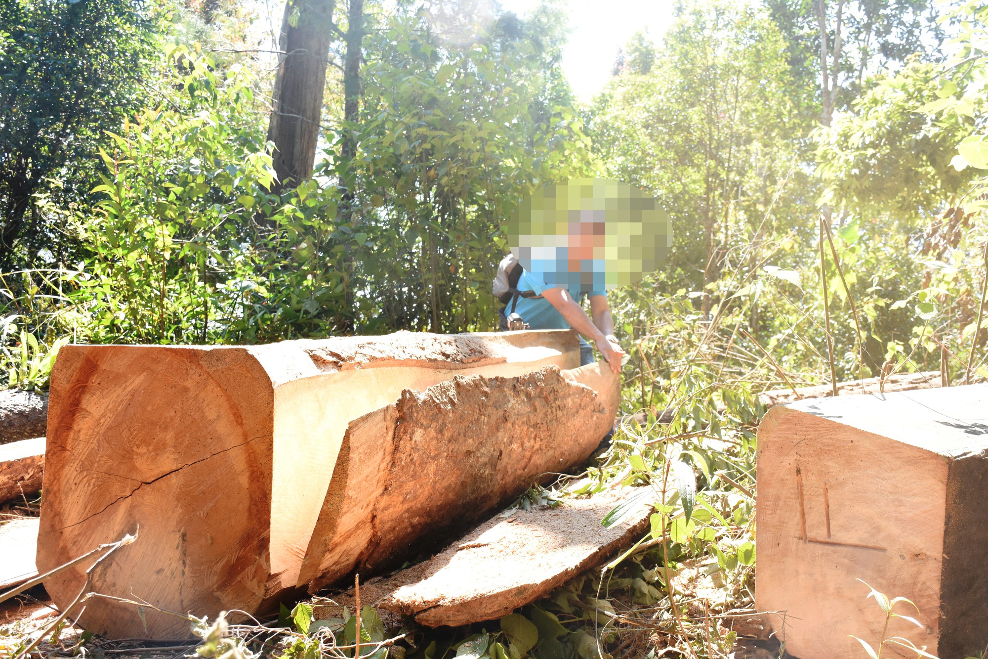 Lợi dụng Tết, l&acirc;m tặc ph&aacute; rừng gi&aacute;p ranh - Ảnh 2.