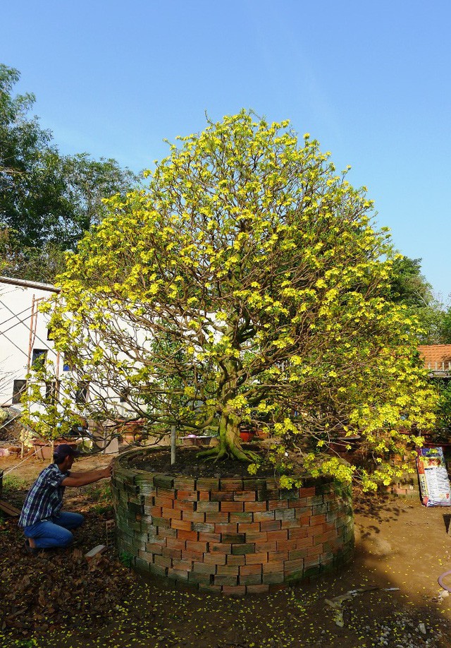 &ldquo;Hoa mắt&rdquo; trước c&acirc;y mai v&agrave;ng h&igrave;nh nấm được cắt tỉa gần 40 năm - Ảnh 1.