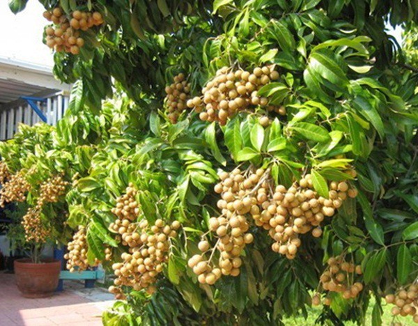 Về xứ Đông ăn rươi An Định, ăn bánh “tam vương”! - Ảnh 6.