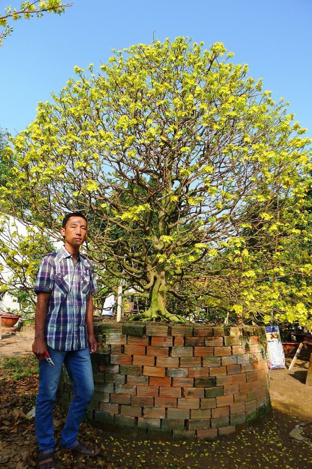 &ldquo;Hoa mắt&rdquo; trước c&acirc;y mai v&agrave;ng h&igrave;nh nấm được cắt tỉa gần 40 năm - Ảnh 9.