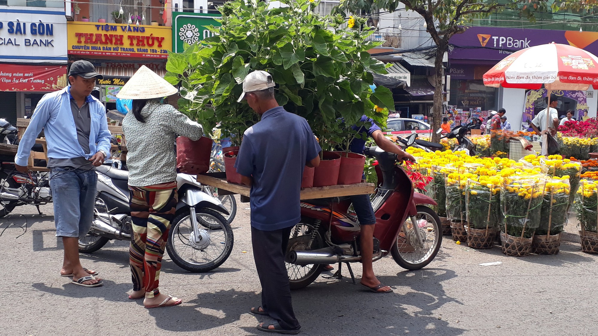 Người bán hoa kiểng ở miền Tây thà chở về chứ không bán rẻ như cho