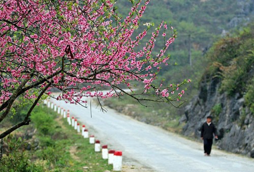 Rong ruổi đón xuân trên đường Tây Bắc