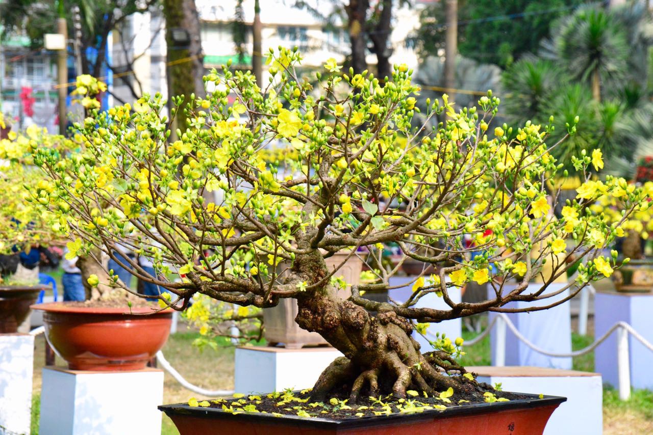 N&ocirc; nức trẩy Hội Hoa Xu&acirc;n - Ảnh 7.