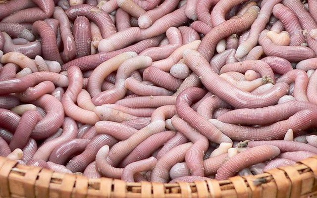 Nhìn rất đáng sợ nhưng đây là mì chính đắt như vàng ròng - Ảnh 1.
