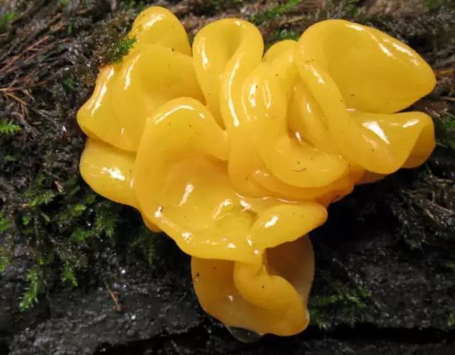 Kỳ lạ giống mộc nhĩ vàng, giá 6,5 triệu đồng/kg