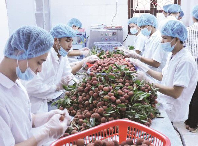 Chia nhau 3.000 tỷ: Cả l&agrave;ng x&acirc;y nh&agrave; lầu, sắm &ocirc; t&ocirc; - Ảnh 3.