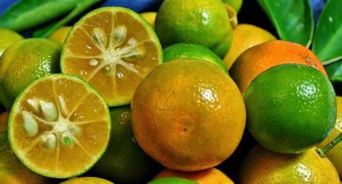 Nguy cơ độc hại từ quả quất cảnh  - Ảnh 1.