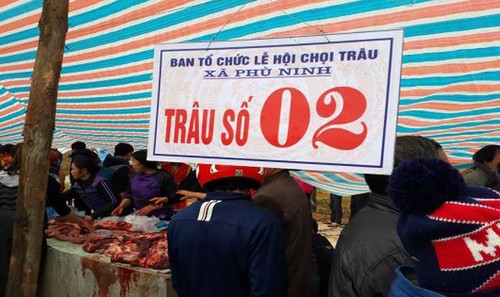 Bộ Văn hoá yêu cầu không giết trâu bán thịt tại Hội chọi trâu