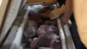 Đầu năm, thịt rừng tràn ngập