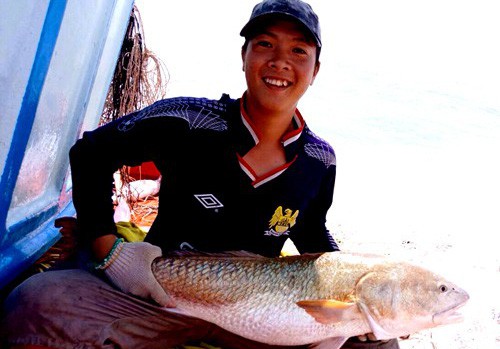 Cá 6 kg nghi sủ vàng quý hiếm ở miền Tây