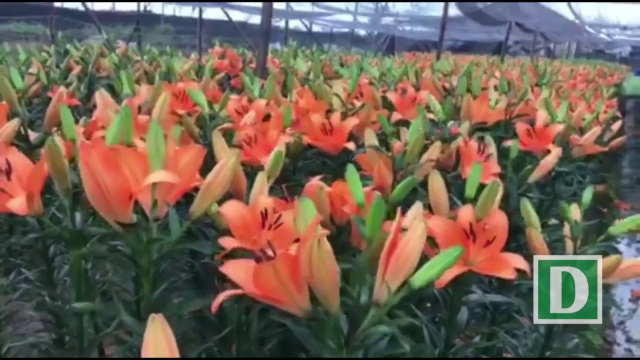 Giá hoa ly rẻ chưa từng có, người trồng để mặc hoa rụng đầy gốc - Ảnh 1.