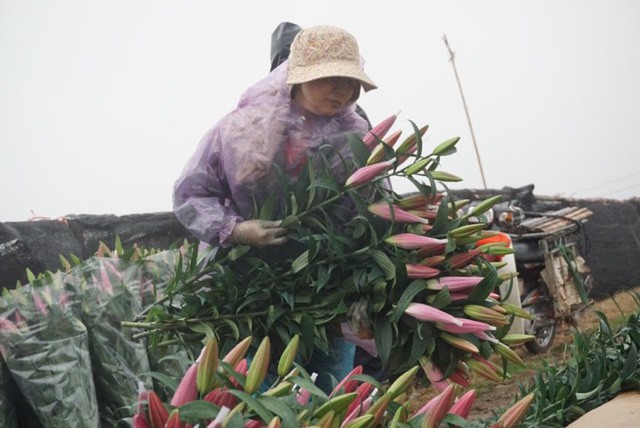 Giá hoa ly rẻ chưa từng có, người trồng để mặc hoa rụng đầy gốc - Ảnh 6.