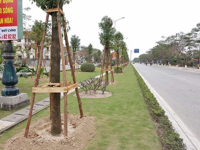 Nhập 12 tỉ đồng cây long não Trung Quốc trồng trên đường hoa phượng dài nhất nước