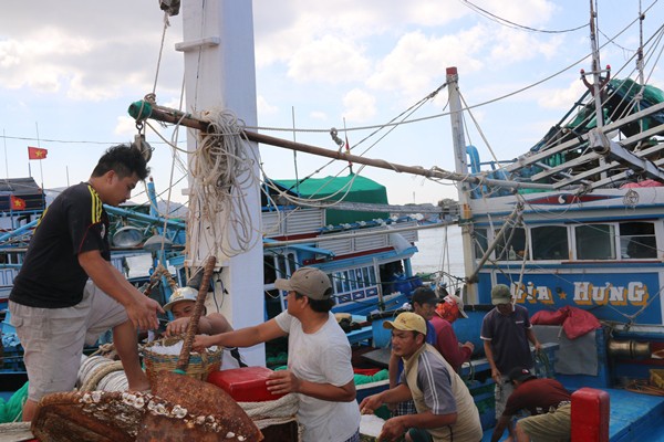 Ngư d&acirc;n Ninh Thuận tr&uacute;ng đậm c&aacute; cơm sau Tết - Ảnh 2.