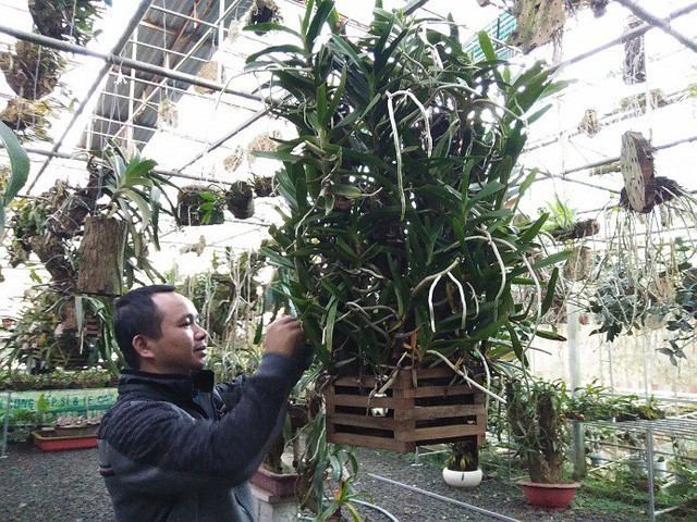Ngắm những vườn lan tiền tỷ đẹp như mộng ở phố n&uacute;i - Ảnh 1.