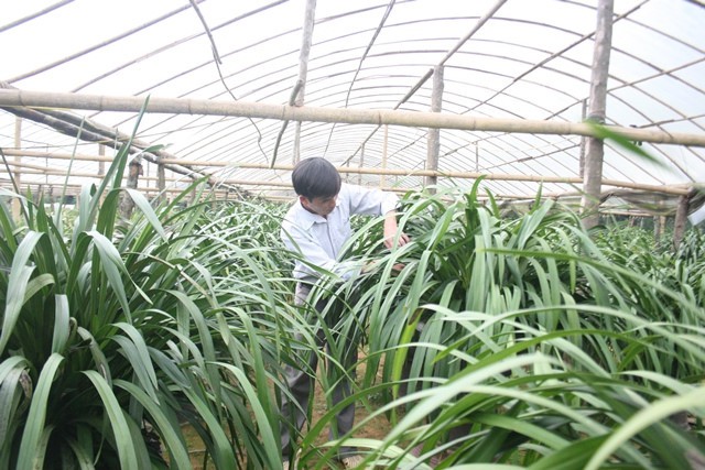 Ngắm những vườn lan tiền tỷ đẹp như mộng ở phố n&uacute;i - Ảnh 11.