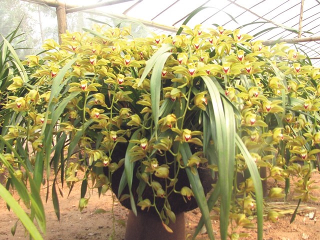 Ngắm những vườn lan tiền tỷ đẹp như mộng ở phố n&uacute;i - Ảnh 12.