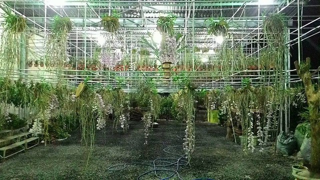 Ngắm những vườn lan tiền tỷ đẹp như mộng ở phố n&uacute;i - Ảnh 3.
