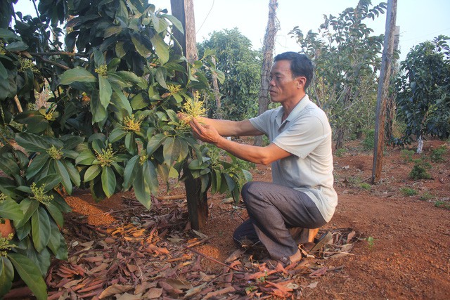  Khi thủ phủ hồ ti&ecirc;u th&agrave;nh &ldquo;thủ phủ nợ nần&rdquo;...! - Ảnh 3.