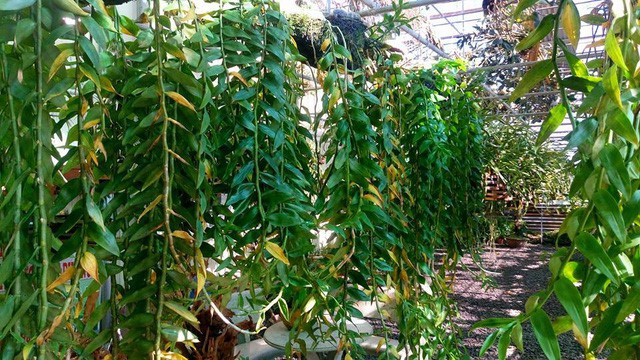 Ngắm những vườn lan tiền tỷ đẹp như mộng ở phố n&uacute;i - Ảnh 4.