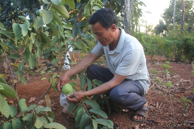  Khi thủ phủ hồ ti&ecirc;u th&agrave;nh &ldquo;thủ phủ nợ nần&rdquo;...! - Ảnh 4.