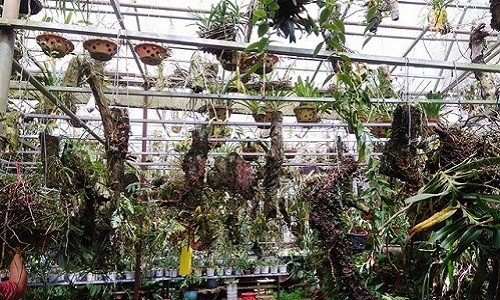 Ngắm những vườn lan tiền tỷ đẹp như mộng ở phố n&uacute;i - Ảnh 8.