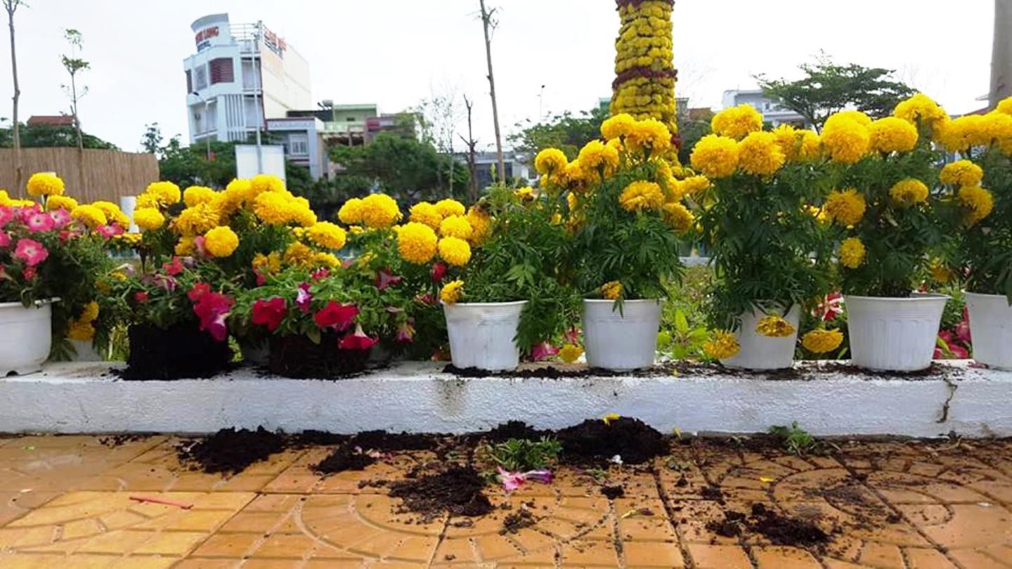 Xông vào công viên, trộm hoa giữa ban ngày