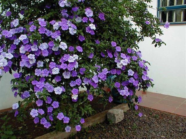 Hoa nhài Nhật khiến chị em phát cuồng có gì đặc biệt?