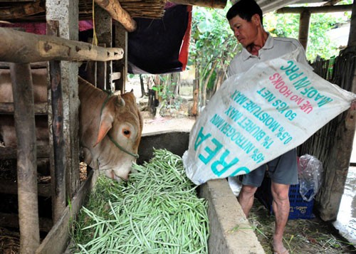 Rớt giá, nông sản bị nhổ bỏ, đổ sông