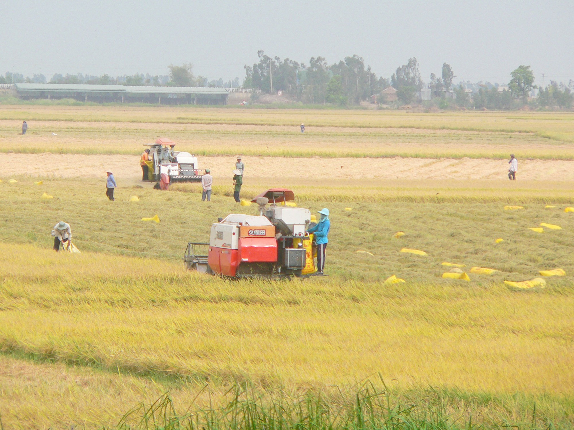 Nông dân được mùa, trúng giá