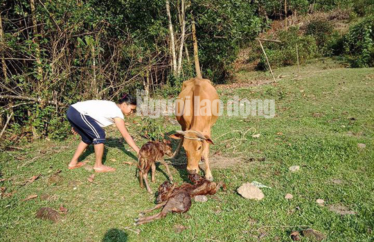 Chuyện lạ: Bò sinh 3