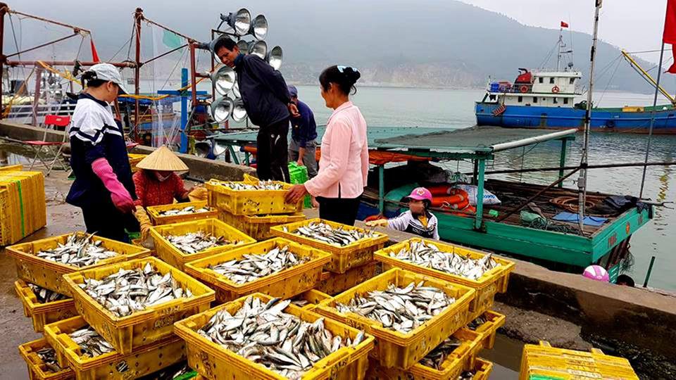 Ngư dân phấn khích trúng đậm "lộc biển" 4-5 tấn cá mỗi tàu