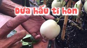 Lạ mắt với dưa hấu tí hon đang đắt hàng ở Sa Đéc