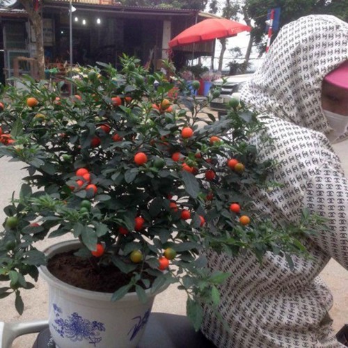 Quất Nhật - loại c&acirc;y cảnh chơi Tết độc lạ năm nay - Ảnh 11.