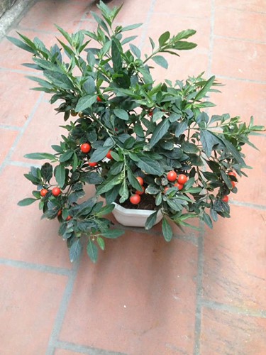 Quất Nhật - loại c&acirc;y cảnh chơi Tết độc lạ năm nay - Ảnh 3.
