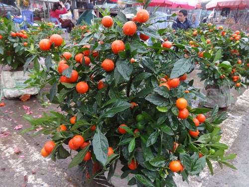 Quất Nhật - loại c&acirc;y cảnh chơi Tết độc lạ năm nay - Ảnh 7.