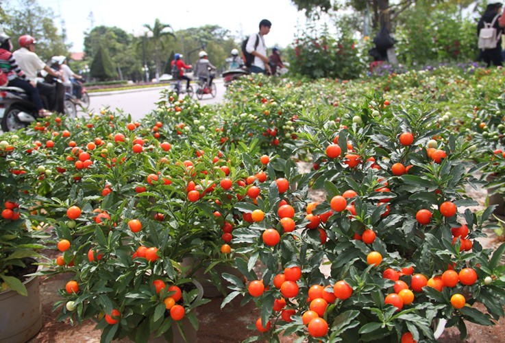 Quất Nhật - loại c&acirc;y cảnh chơi Tết độc lạ năm nay - Ảnh 8.