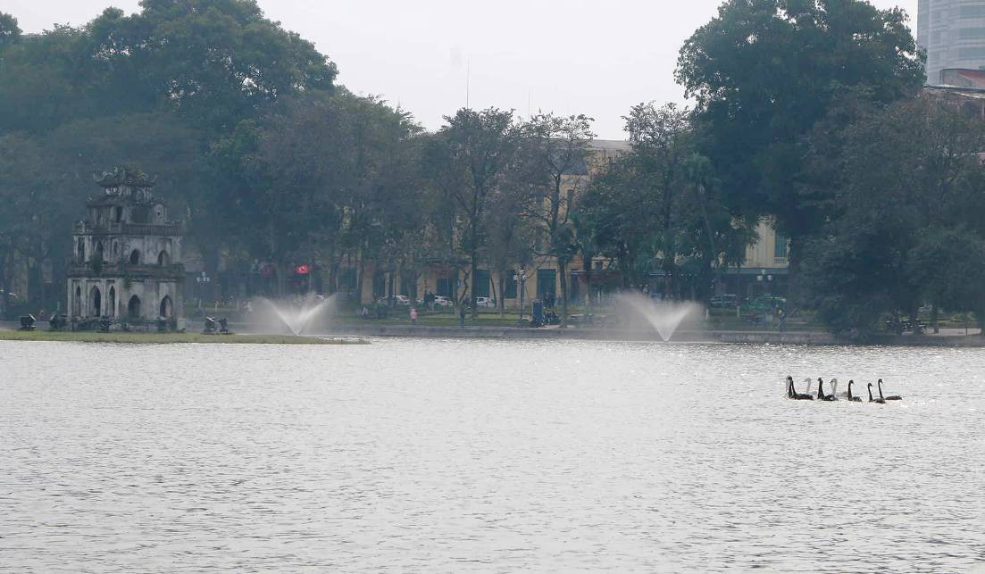 Trầm trồ nhìn đàn thiên nga xuất hiện giữa Hồ Gươm - Ảnh 3.