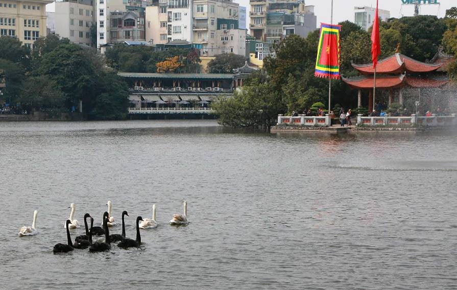 GS Lê Văn Lan: Thả thiên nga ở Hồ Gươm là rất thuận, hợp lí