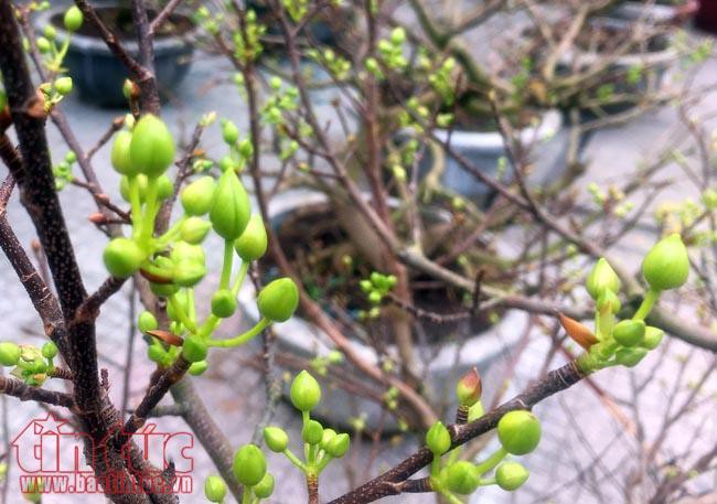 Hoa cảnh, cây kiểng trưng Tết tràn về phố Sài Gòn - Ảnh 2.