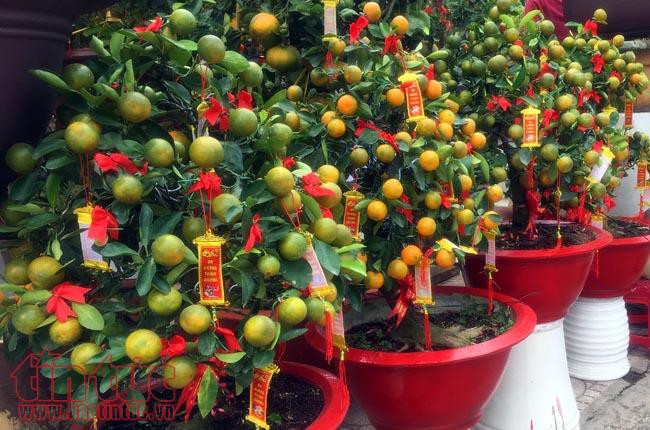 Hoa cảnh, cây kiểng trưng Tết tràn về phố Sài Gòn - Ảnh 9.