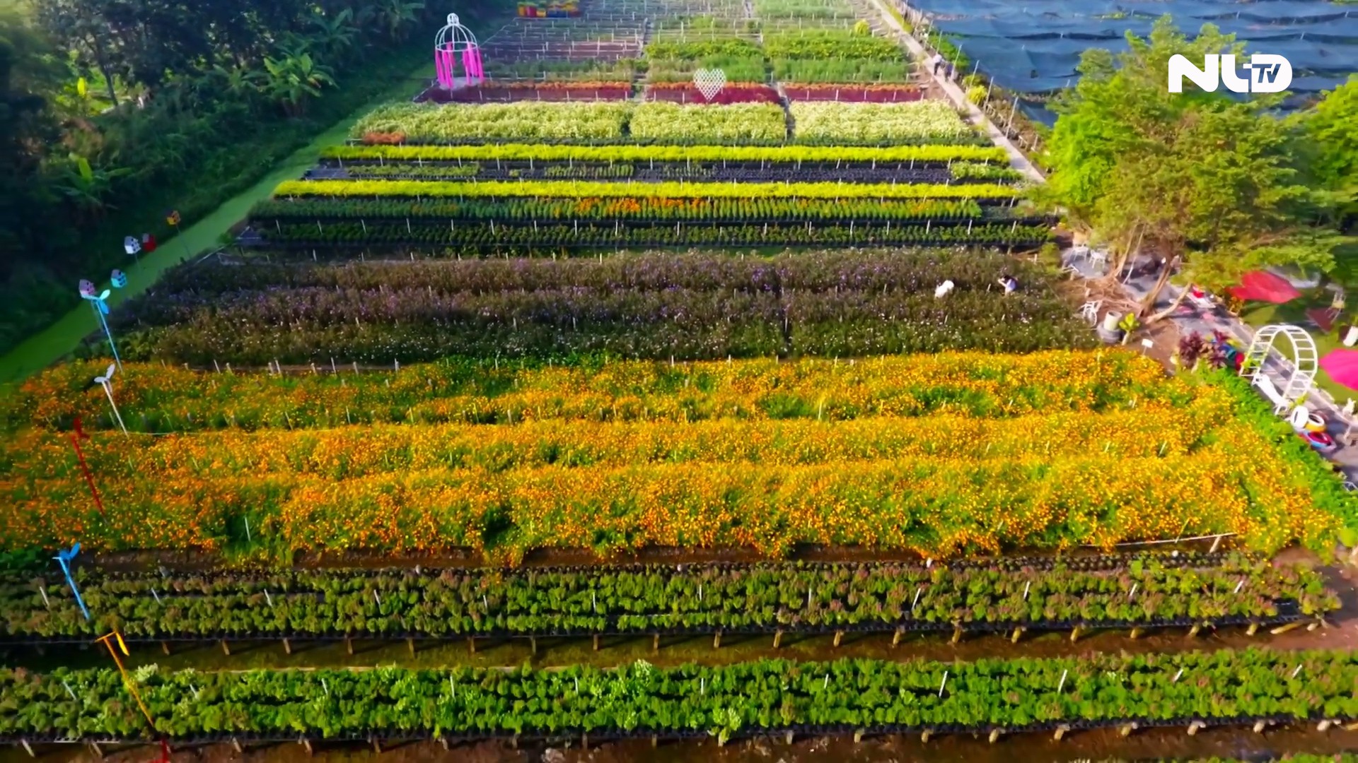 Ngất ngây với “vườn hoa Đà Lạt” ven sông Sài Gòn