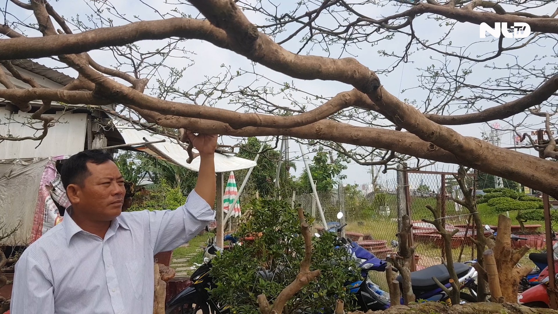 Chiêm ngưỡng cây mai cổ 90 năm tuổi, có dáng như cây thông