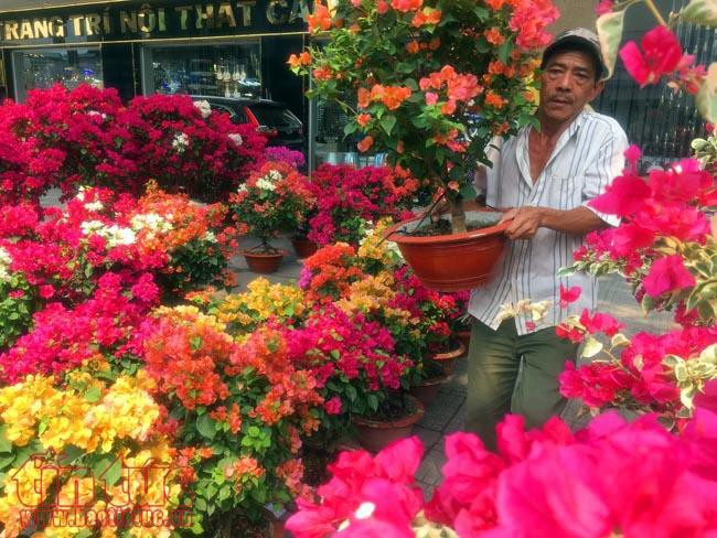 Hoa cảnh, cây kiểng trưng Tết "tràn" về phố Sài Gòn